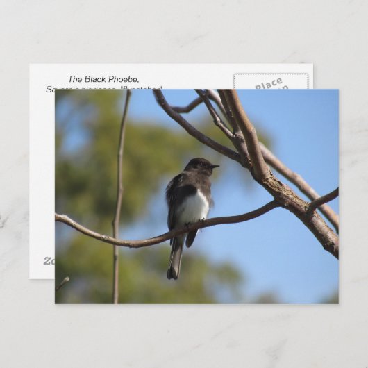 Briefkaart - Flycatcher (Voorkant / Achterkant)