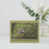 Briefkaart Flying Duck (Staand voorkant)