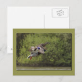 Briefkaart Flying Duck (Voorkant / Achterkant)