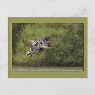 Briefkaart Flying Duck