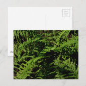 Briefkaart "Forest Floor Ferns" (Voorkant / Achterkant)