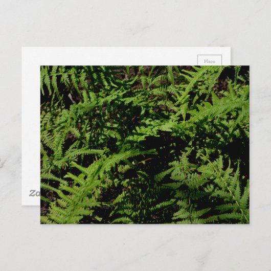 Briefkaart "Forest Floor Ferns" (Voorkant / Achterkant)