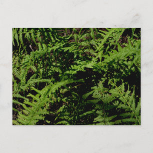 Briefkaart "Forest Floor Ferns"