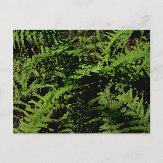 Briefkaart "Forest Floor Ferns" (Voorkant)