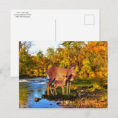 briefkaart "Forest Morning" (Voorkant / Achterkant)