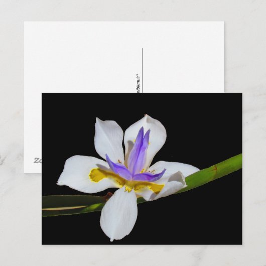 Briefkaart - Fortnight Lily (Voorkant / Achterkant)