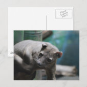 Briefkaart Fossa (Voorkant / Achterkant)