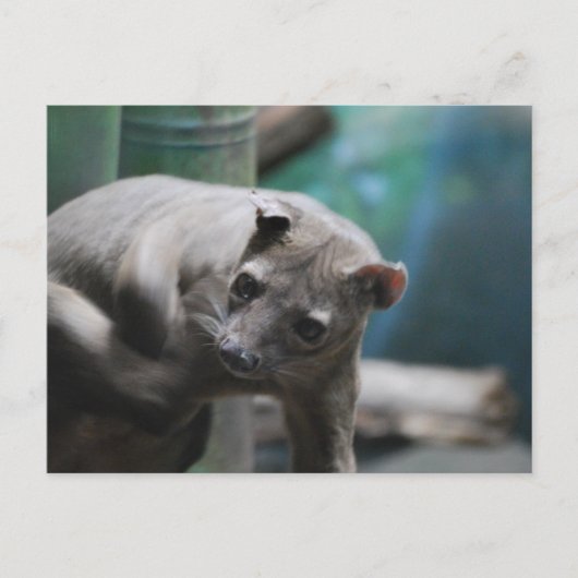 Briefkaart Fossa (Voorkant)