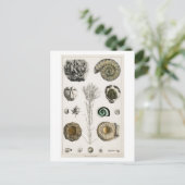 BRIEFKAART FOSSILCHART (Staand voorkant)