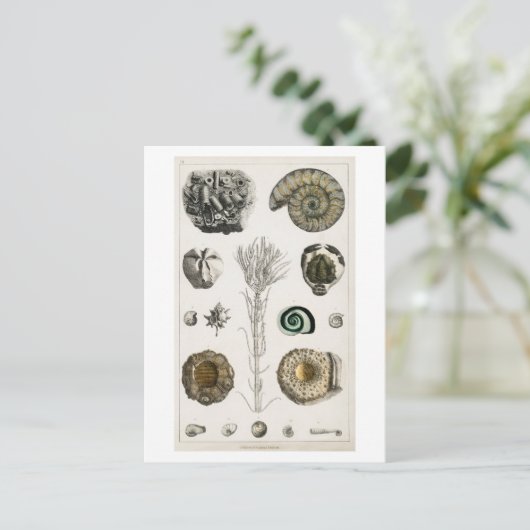 BRIEFKAART FOSSILCHART (Staand voorkant)