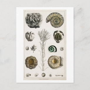 BRIEFKAART  FOSSILCHART