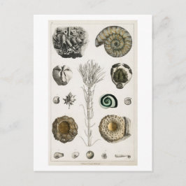 BRIEFKAART  FOSSILCHART