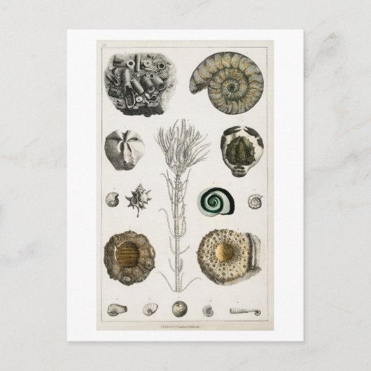 BRIEFKAART FOSSILCHART (Voorkant)