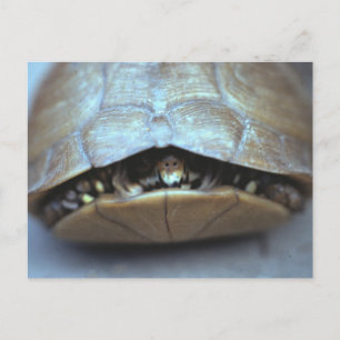 Briefkaart - foto