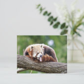 Briefkaart Foto: red panda, animal 0499. (Staand voorkant)