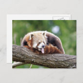 Briefkaart Foto: red panda, animal 0499. (Voorkant / Achterkant)
