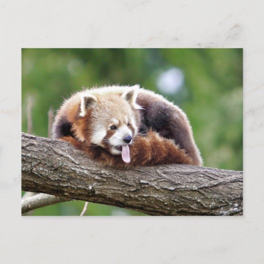 Briefkaart Foto: red panda, animal 0499. (Voorkant)