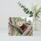 Briefkaart Foto: red panda, animal 0501. (Staand voorkant)