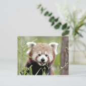 Briefkaart Foto: red panda, animal 0503. (Staand voorkant)