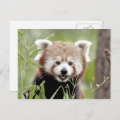 Briefkaart Foto: red panda, animal 0503. (Voorkant / Achterkant)