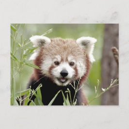 Briefkaart Foto: red panda, animal 0503.