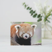 Briefkaart Foto: red panda, animal 0504. (Staand voorkant)