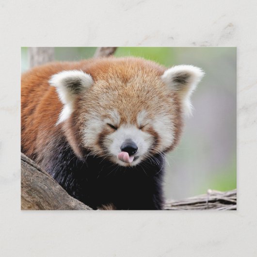 Briefkaart Foto: red panda, animal 0504. (Voorkant)