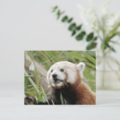 Briefkaart Foto: red panda, animal 0505. (Staand voorkant)