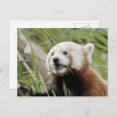 Briefkaart Foto: red panda, animal 0505. (Voorkant / Achterkant)