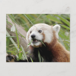 Briefkaart Foto: red panda, animal 0505.