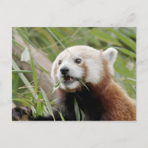 Briefkaart Foto: red panda, animal 0505.