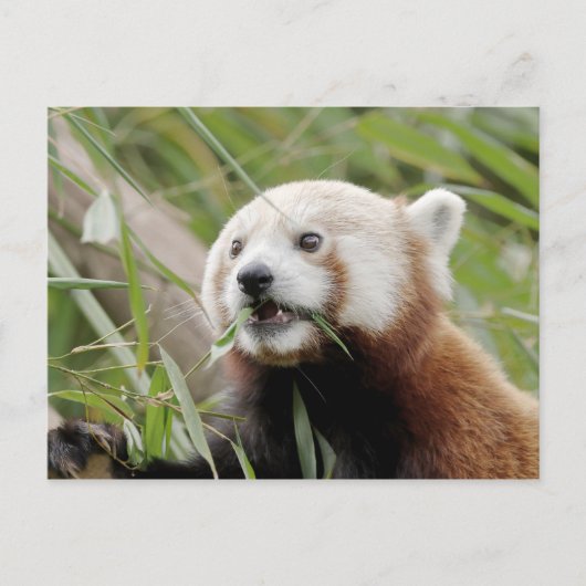 Briefkaart Foto: red panda, animal 0505. (Voorkant)