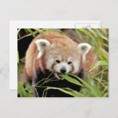Briefkaart Foto: red panda, animal 0506. (Voorkant / Achterkant)
