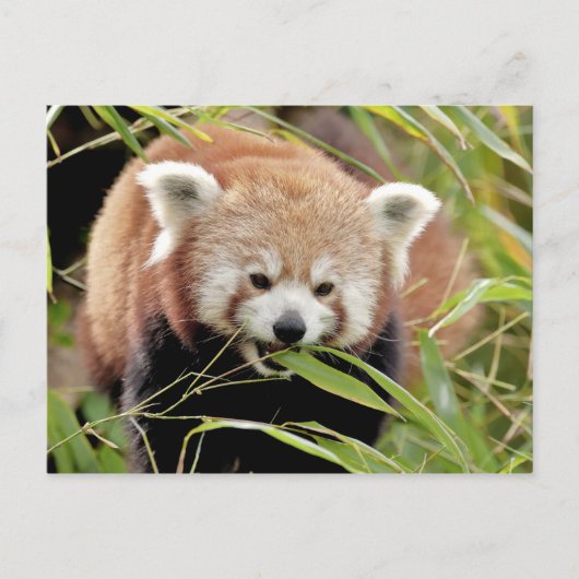 Briefkaart Foto: red panda, animal 0506. (Voorkant)
