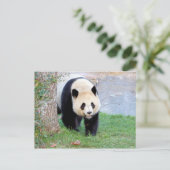 Briefkaart Foto reus panda, animal 0328. (Staand voorkant)