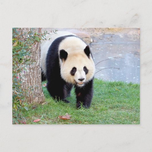 Briefkaart Foto reus panda, animal 0328. (Voorkant)