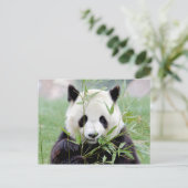 Briefkaart Foto reus panda, animal 0329. (Staand voorkant)