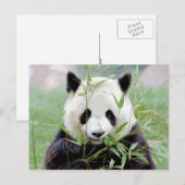 Briefkaart Foto reus panda, animal 0329. (Voorkant / Achterkant)
