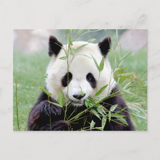 Briefkaart Foto reus panda, animal 0329. (Voorkant)