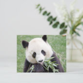 Briefkaart Foto reus panda, animal 0330. (Staand voorkant)