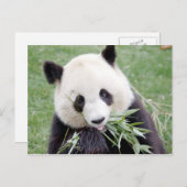 Briefkaart Foto reus panda, animal 0330. (Voorkant / Achterkant)