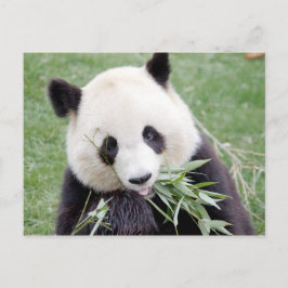 Briefkaart Foto reus panda, animal 0330.