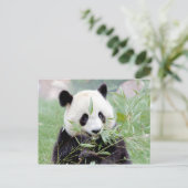 Briefkaart Foto reus panda, animal 0331. (Staand voorkant)