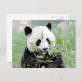 Briefkaart Foto reus panda, animal 0331. (Voorkant / Achterkant)