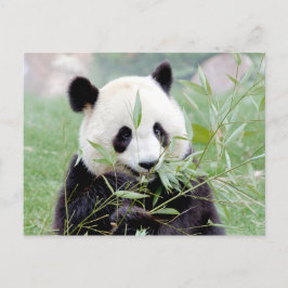 Briefkaart Foto reus panda, animal 0331.