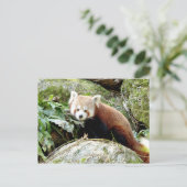 Briefkaart Foto: rode panda, dieren 0500. (Staand voorkant)