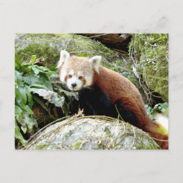 Briefkaart Foto: rode panda, dieren 0500.