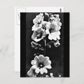 Briefkaart- fotografie-Charles Aubry 23 Briefkaart (Voorkant / Achterkant)