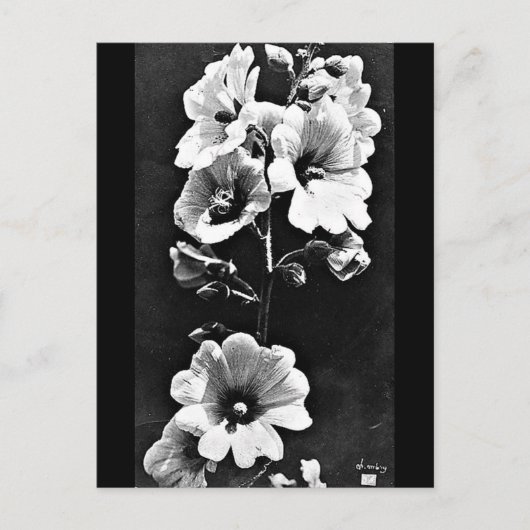 Briefkaart- fotografie-Charles Aubry 23 Briefkaart (Voorkant)