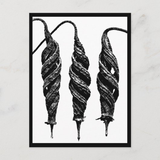 Briefkaart- Fotografie-Karl Blossfeldt 11 Briefkaart (Voorkant)